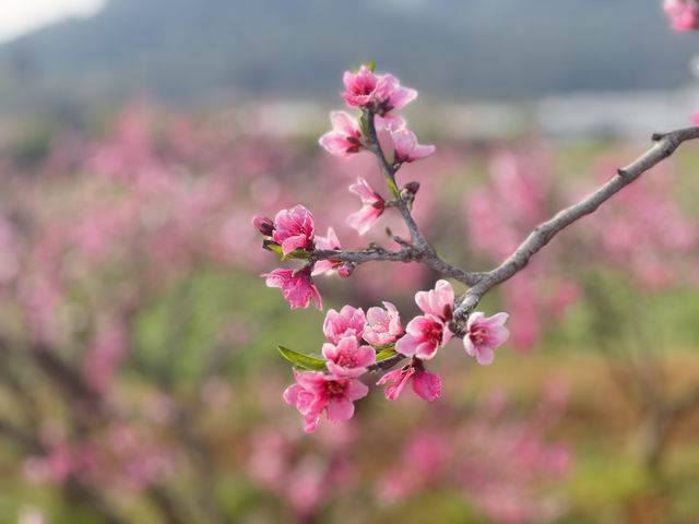 桃花朵朵正在開