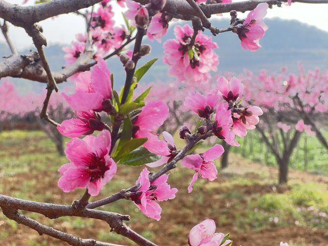 桃花朵朵正在開