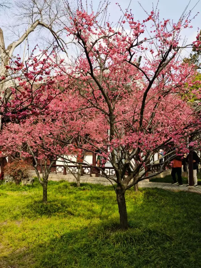 Ke Yuan's Plum Scenery