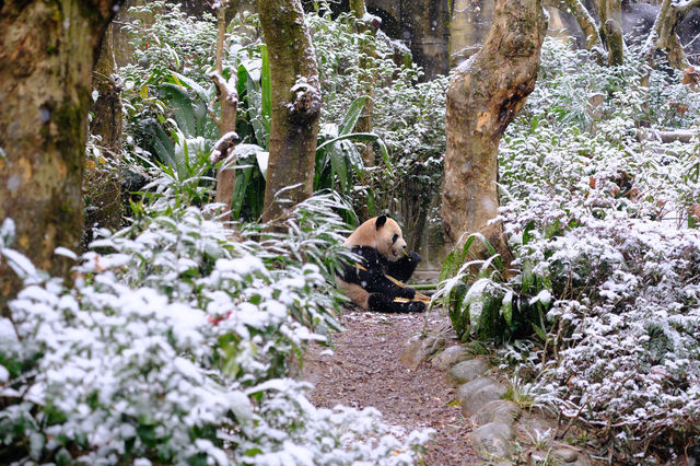 成都｜熊猫和雪景不期而遇，熊猫研究基地都江堰分中心