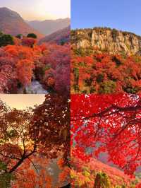 看萬山紅遍，層林盡染