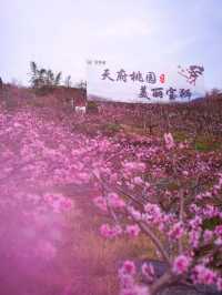 龍泉山桃花開了！仙境！寶獅村賞花攻略