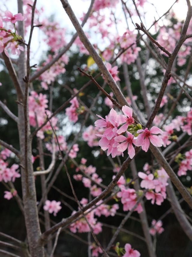 東莞春日遊園賞櫻花