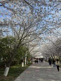 櫻花如雲高東鎮