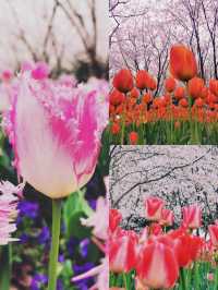 我在濱江走花路｜濱江兩岸免費賞花一日遊