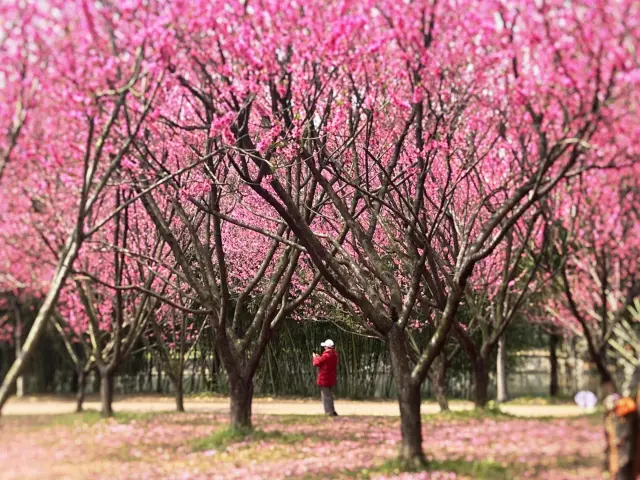 During my trip to Li Garden in Wuxi, I captured a photo of a lifetime