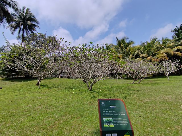 才知道椰子有那麼多品種～海南文昌椰子大觀園