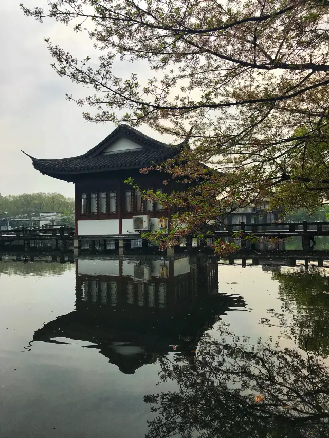 Although there was a rain last night in Hangzhou, the cherry blossom viewing strategy at the divine spot of Quyuan Fenghe can still be arranged