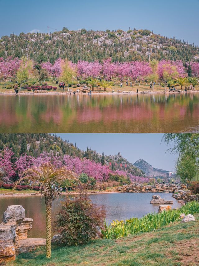 自駕雲南｜紅河小眾追花三日行：梨花櫻花看不停