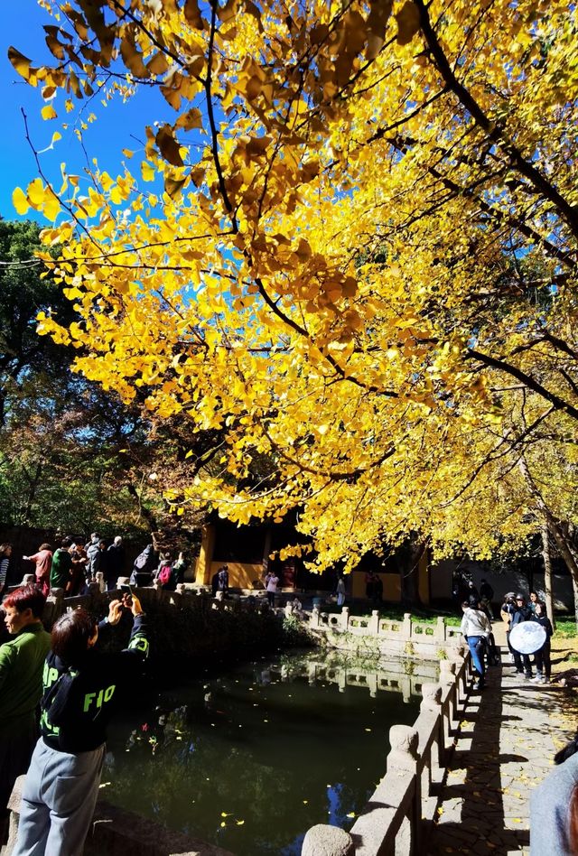 天平山的秋天