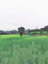 千島湖畔鰲山村,油菜花海金浪湧動