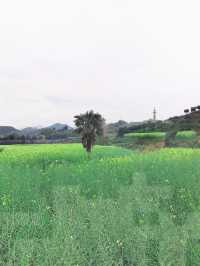 千島湖畔鰲山村，油菜花海金浪湧動