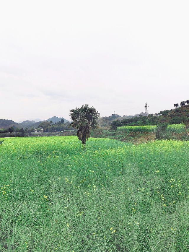 千島湖畔鰲山村,油菜花海金浪湧動 千島湖畔鰲山村,油菜花海金浪湧動
