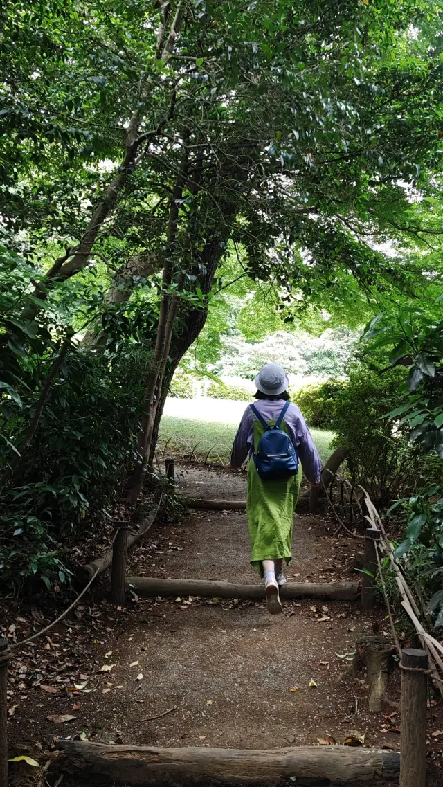 【夏日東京緑】明治神宮：都内距離繁華が近く、騒音から遠い神仙緑