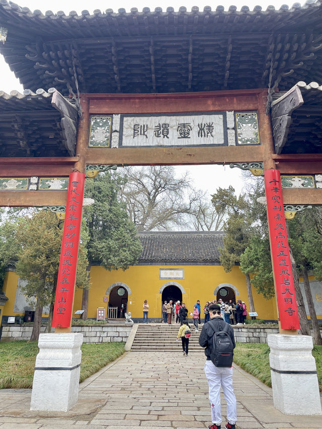 逛大名寺賞櫻花