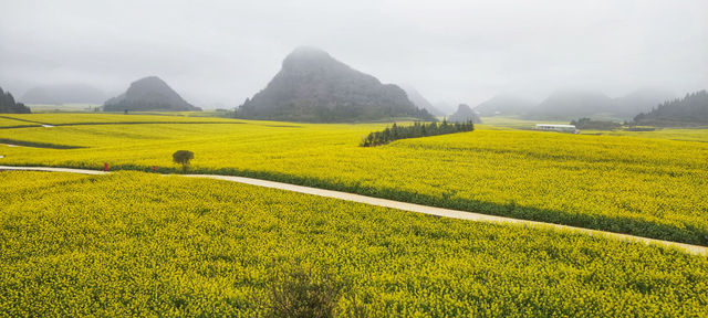 早春滇東南 溢彩天地間（四）：羅平油菜花海