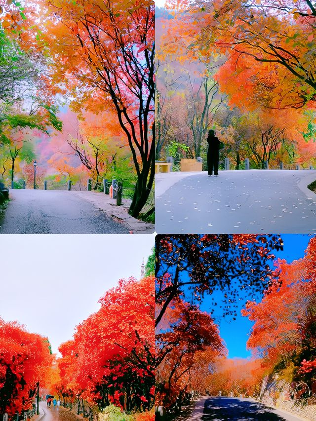 濟南紅葉谷|「江北九寨溝」的秋天太美了