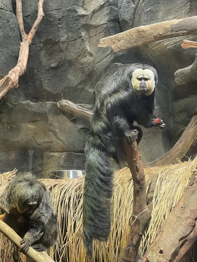 總要來一趟紅山動物園吧 看看杜杜