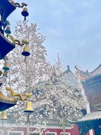 又是一年玉蘭花開時今日長春觀 Live圖