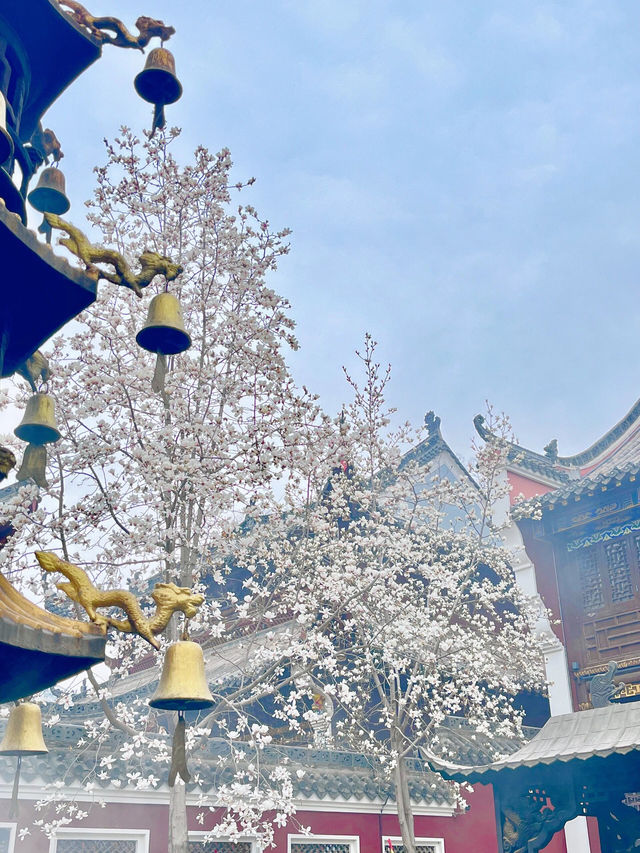 又是一年玉蘭花開時今日長春觀 Live圖