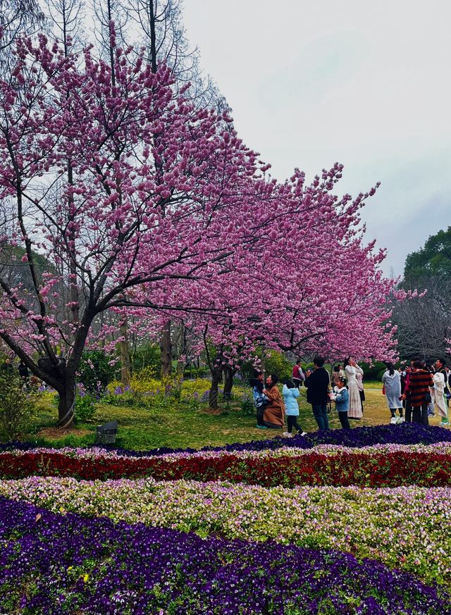 無錫紅沙灣改名「太湖植物園」免費8天！！！