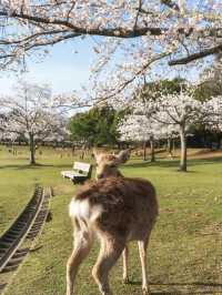 Nara Deer park Covered in pink 🌸🇯🇵