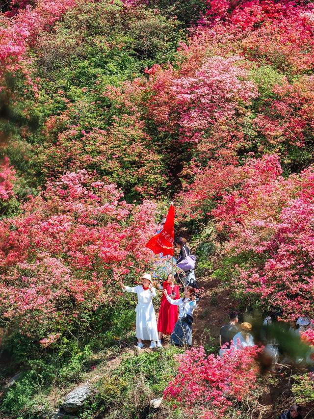 Rhododendrons at Mulan Yunwu Mountain 🌺