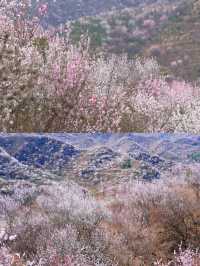 北京看十里桃花