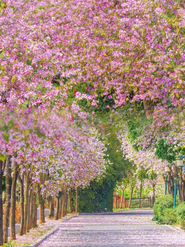 廣州｜海珠湖公園走進這片花海真的太浪漫了