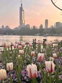 Xuanwu Lake in Nanjing Cherry Blossoms🌸🇨🇳