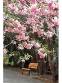 青山公園的晚櫻已經 next level