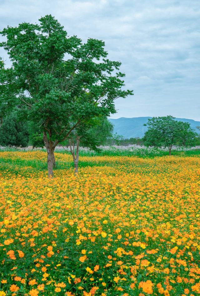 Spare the West Lake, please❗️Lianguzhu is the pinnacle of Hangzhou's autumn excursions🚶🏼‍♂️.