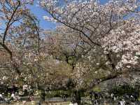處處悠閒處處景：櫻花季的新宿御苑