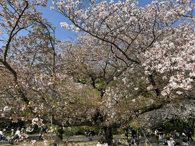 處處悠閒處處景：櫻花季的新宿御苑