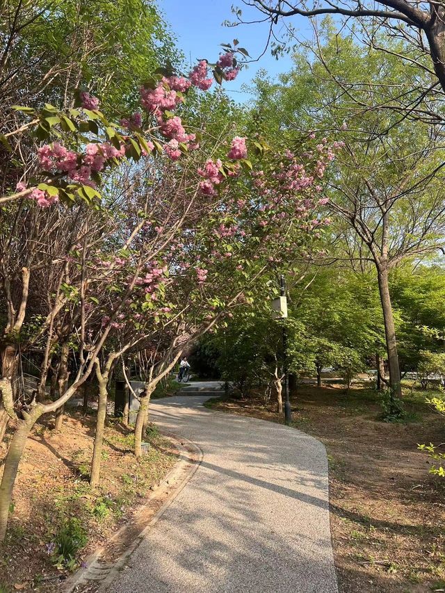 把握賞花踏青的最佳季節，就來象耳山公園吧