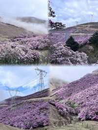 涼山的索瑪花【高山杜鵑】開了