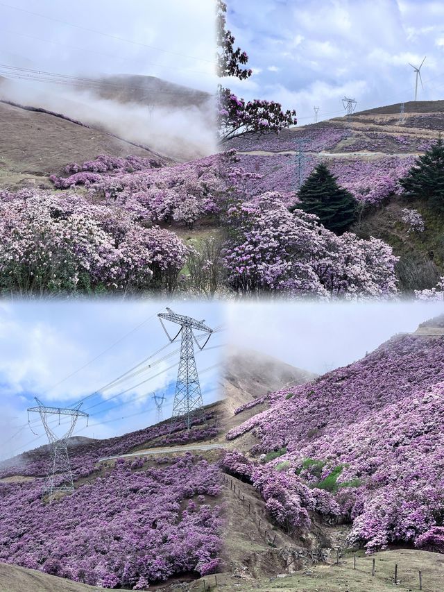 涼山的索瑪花【高山杜鵑】開了