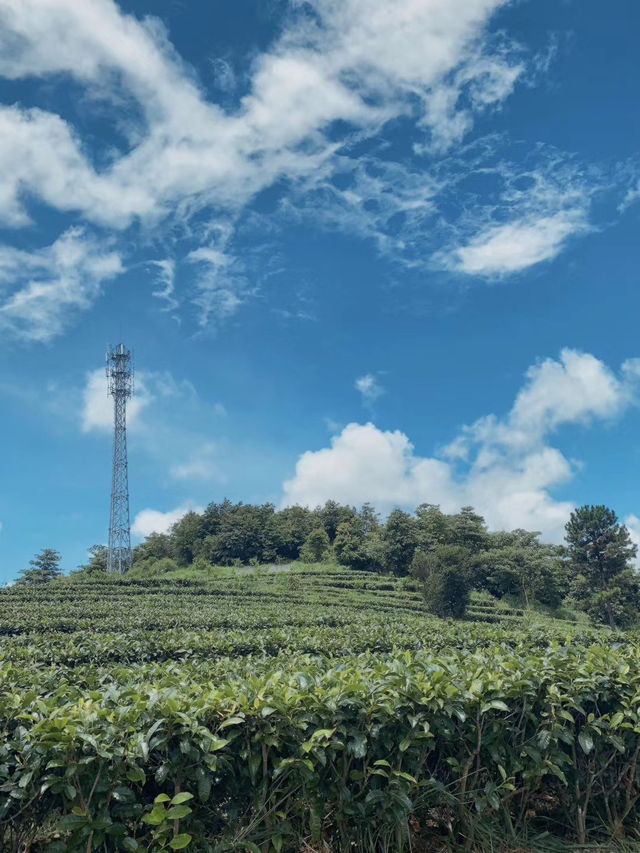 新興象窩山｜在山窩裡住上兩天鼻炎都快好了