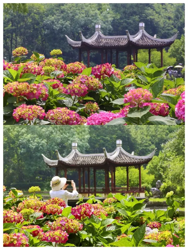 สวนพฤกษศาสตร์อู่ฮั่นเป็นจุดเช็คอินที่สุดยอดสำหรับการถ่ายรูปดอกไม้ในเดือนพฤษภาคม
