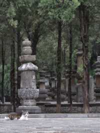 济南深山里竟然又唐代石窟