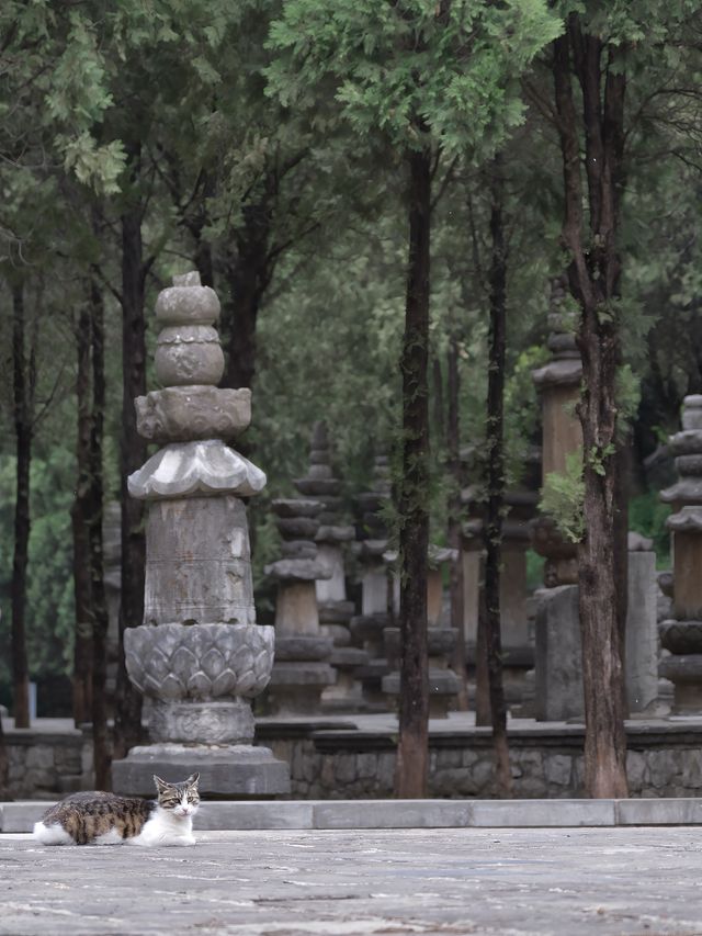 济南深山里竟然又唐代石窟