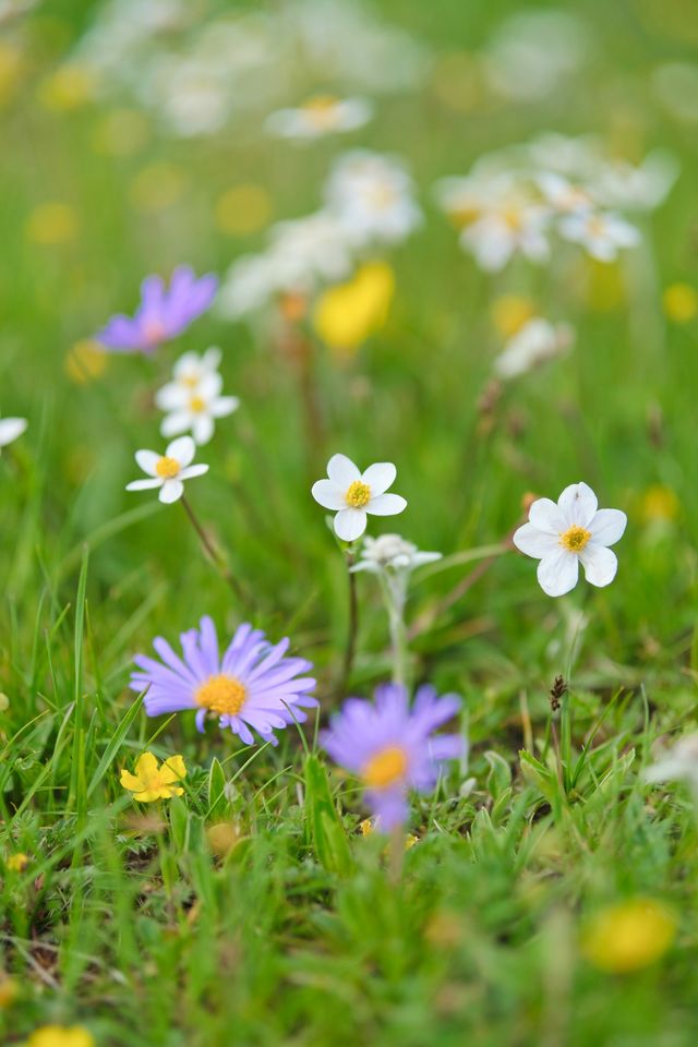高性價比打卡絕美雪山花海·川西自駕俄么塘