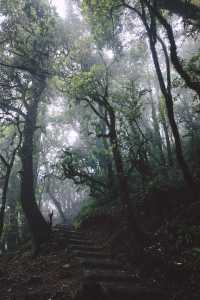 現實版魔幻暮光之城原始森林雲南藏的夠深啊