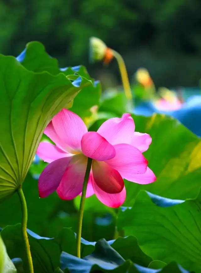 杭州夏日總要來曲院風荷賞荷花