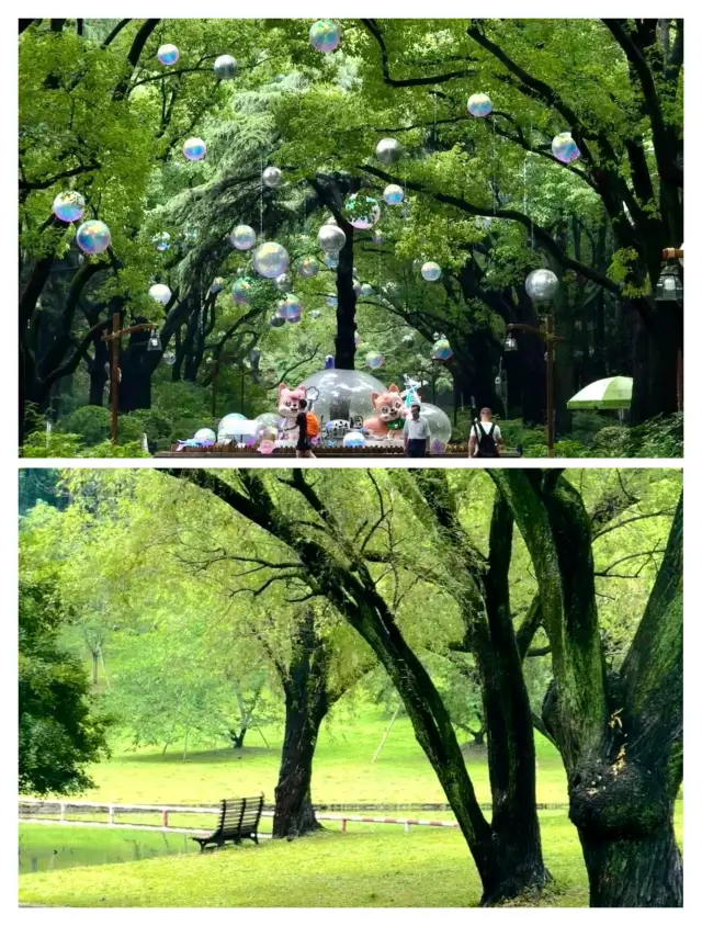 雨後的共青森林公園