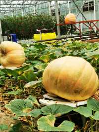 【山東】壽光市蔬菜高科技示範園