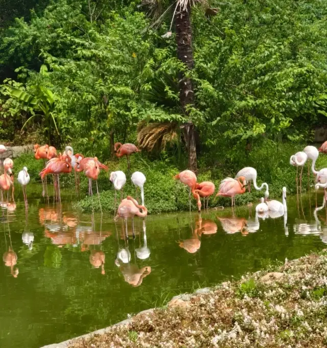 杭州野生動物園親子遊時間安排，建議收藏！