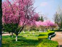 西安浐灞國家濕地公園｜一年去N次的遛娃聖地。