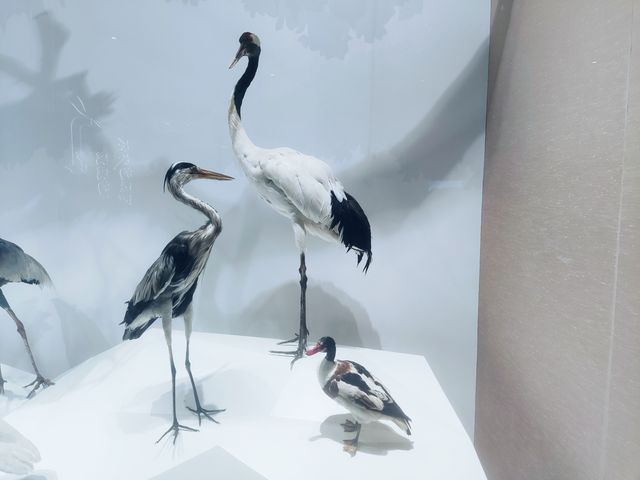 大運河博物館。