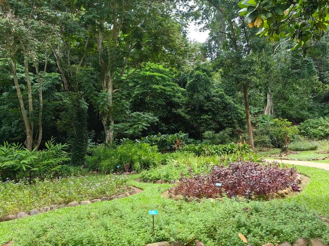 西雙版納熱帶植物園。